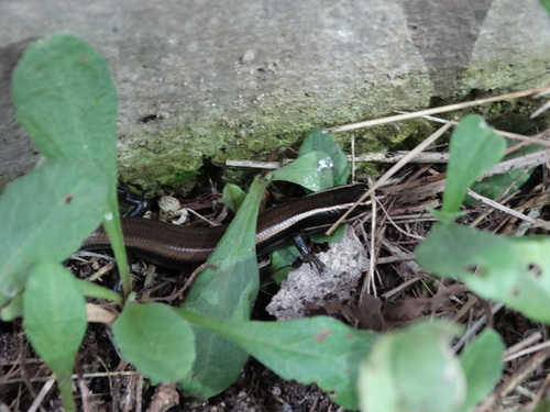 Shortnose Skink