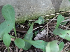 Plestiodon brevirostris