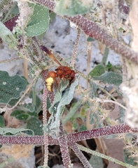 Rhynchium oculatum
