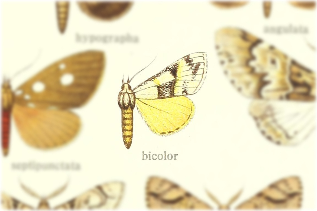 Hypsiforma bicolor