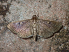 Herpetogramma sphingealis