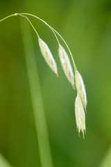 Bromus kalmii