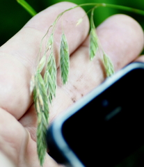 Bromus kalmii