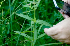Stachys pilosa
