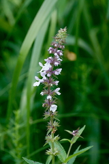 Stachys pilosa