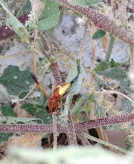 Rhynchium oculatum