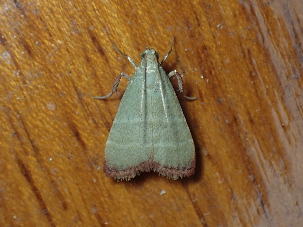 Olive Arta Moth