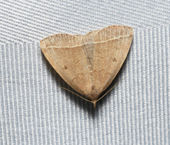 Zanclognatha marcidilinea