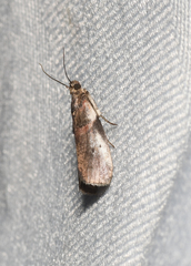 Acrobasis normella