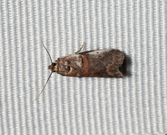 Acrobasis normella