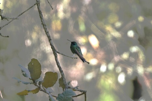 Mexican Violetear (Colibri thalassinus), photo 5