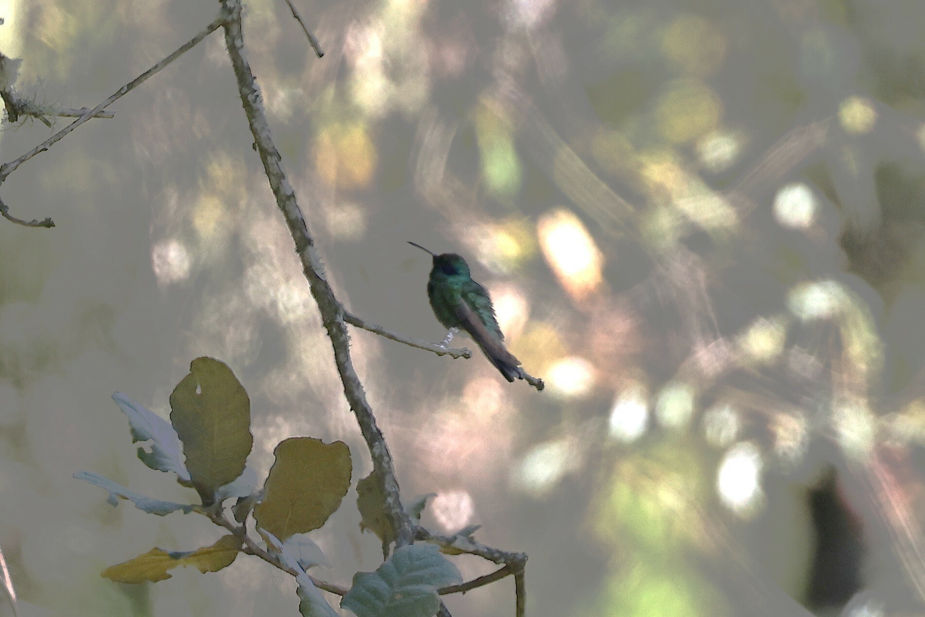 Mexican Violetear (Colibri thalassinus), photo 5