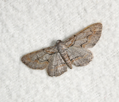 Iridopsis vellivolata