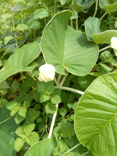 Ipomoea nervosa image