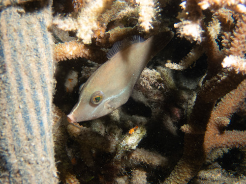 Blacklined filefish (Pervagor nigrolineatus) — Monacanthidae — 5