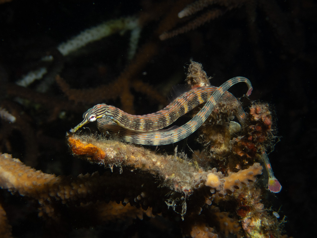 Bloodspot pipefish (Corythoichthys haematopterus) — Syngnathidae