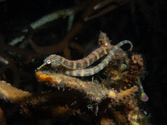 イシヨウジ