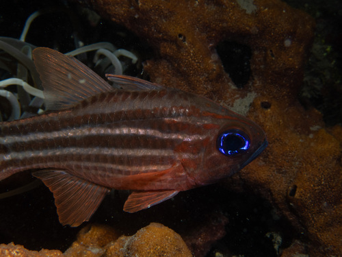 Blue-eye Cardinalfish