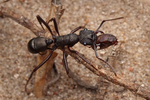 Rhytidoponera punctata