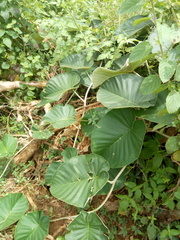 Ipomoea nervosa image