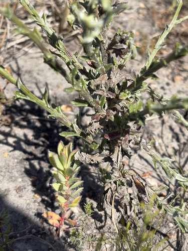 Image of Ridgestem Ragwort (Senecio pubigerus) by (c) Charleen Brunke, some rights reserved (CC BY)