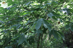 Gyrocarpus jatrophifolius