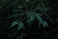 Gyrocarpus jatrophifolius