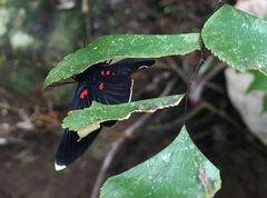 Melanis acroleuca huasteca
