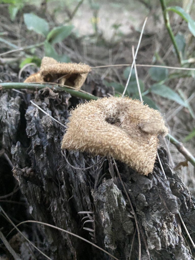 Lentinus crinitus · January 2025 · photo: © carancho (iNaturalist, cc-by)