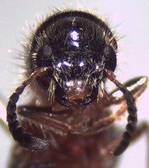 Tilloidea notata