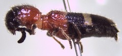Tilloidea notata