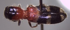 Tilloidea notata