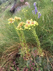 Sempervivum wulfenii