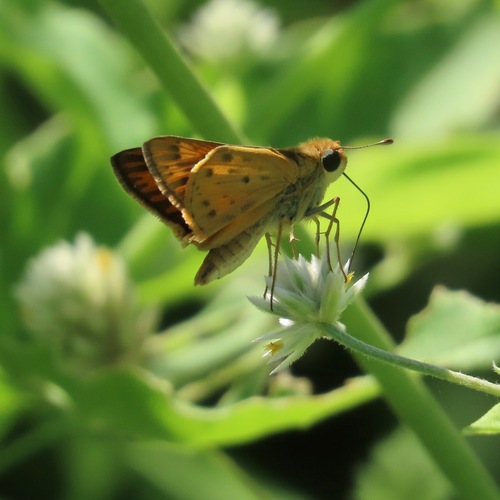 Fiery Skipper (Hylephila phyleus)