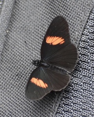 Castilia castilla