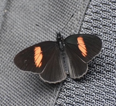 Castilia castilla