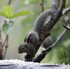 Layard's Palm Squirrel photo 3