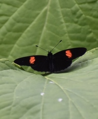Castilia castilla