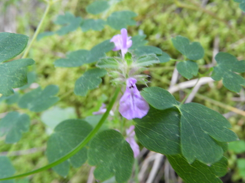 Image of Stachys bigelovii by (c) Leticia Jiménez Hernández, some rights reserved (CC BY-SA)