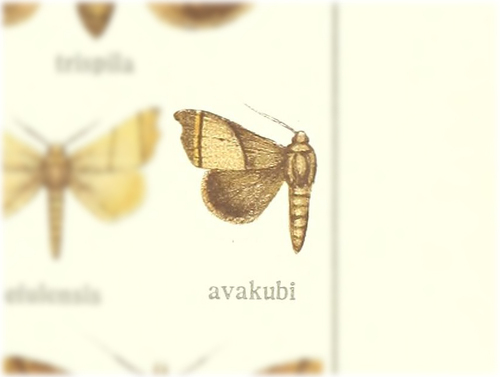 Hondryches avakubi
