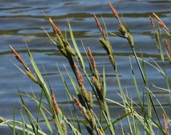 Carex nebrascensis