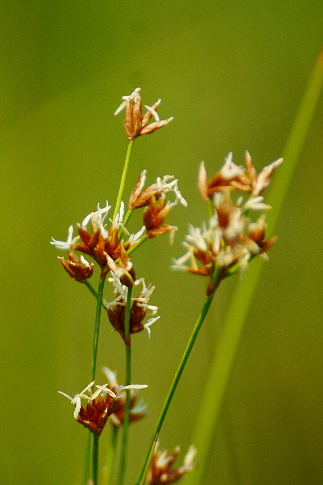 smooth sawgrass (Field Botany OCPs Comprehensive Guide 2023
