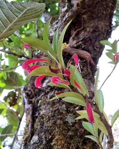 Aeschynanthus mannii