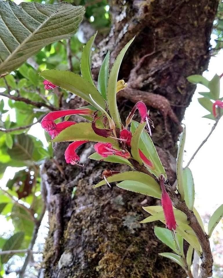 Aeschynanthus mannii