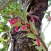 Aeschynanthus mannii Kurz ex C.B.Clarke