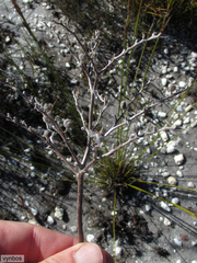 Dilatris ixioides
