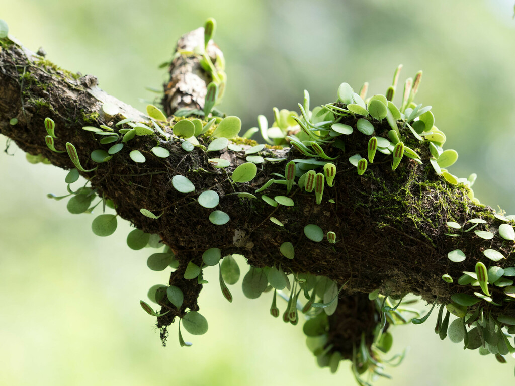 Lemmaphyllum microphyllum