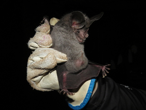 Big-eared Woolly Bat