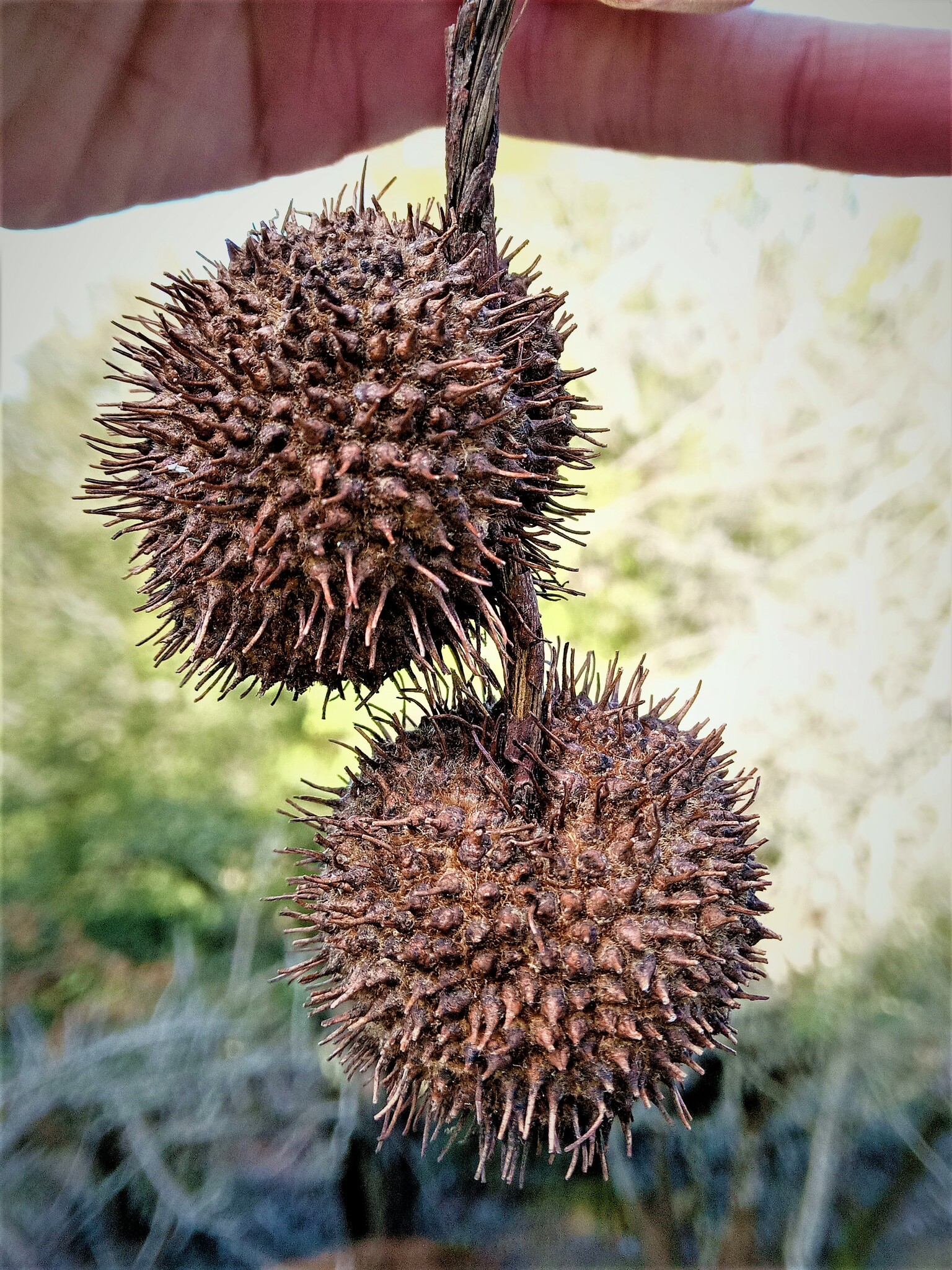 Imagem de Plátano-oriental