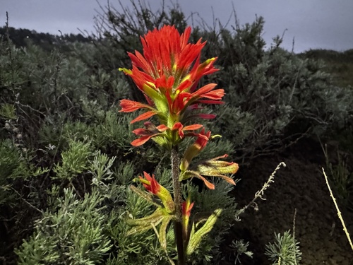 Coast Indian paintbrush (Castilleja affinis)